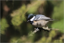 <p>SÝKORA UHELNÍČEK (Periparus ater) ---- /Coal tit - Tannenmeise/</p>